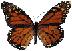 BUTTERFLY.GIF
