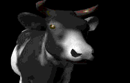 COW.GIF