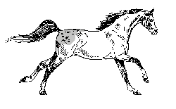 HORSE4.GIF
