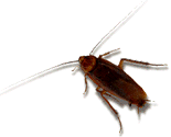 ROACH.GIF